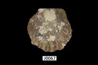 藏品(黑蝶珍珠蛤 )的圖片